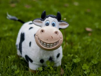 animal sounds, animal noises, toy cow, speech, learning, speech therapy, hertfordshire, bedfordshire